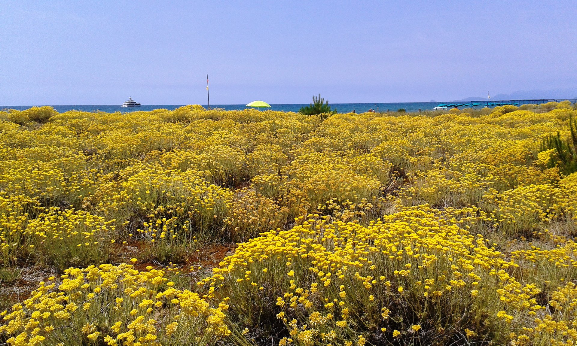 Dune di Forte dei Marmi — riserva WWF