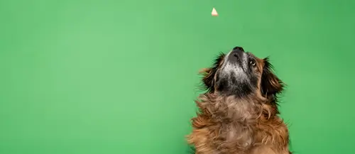 Cane marrone guarda un bocconcino in aria su sfondo verde, pronto a prenderlo al volo.